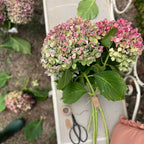 Ramo de hydrageneas naturales