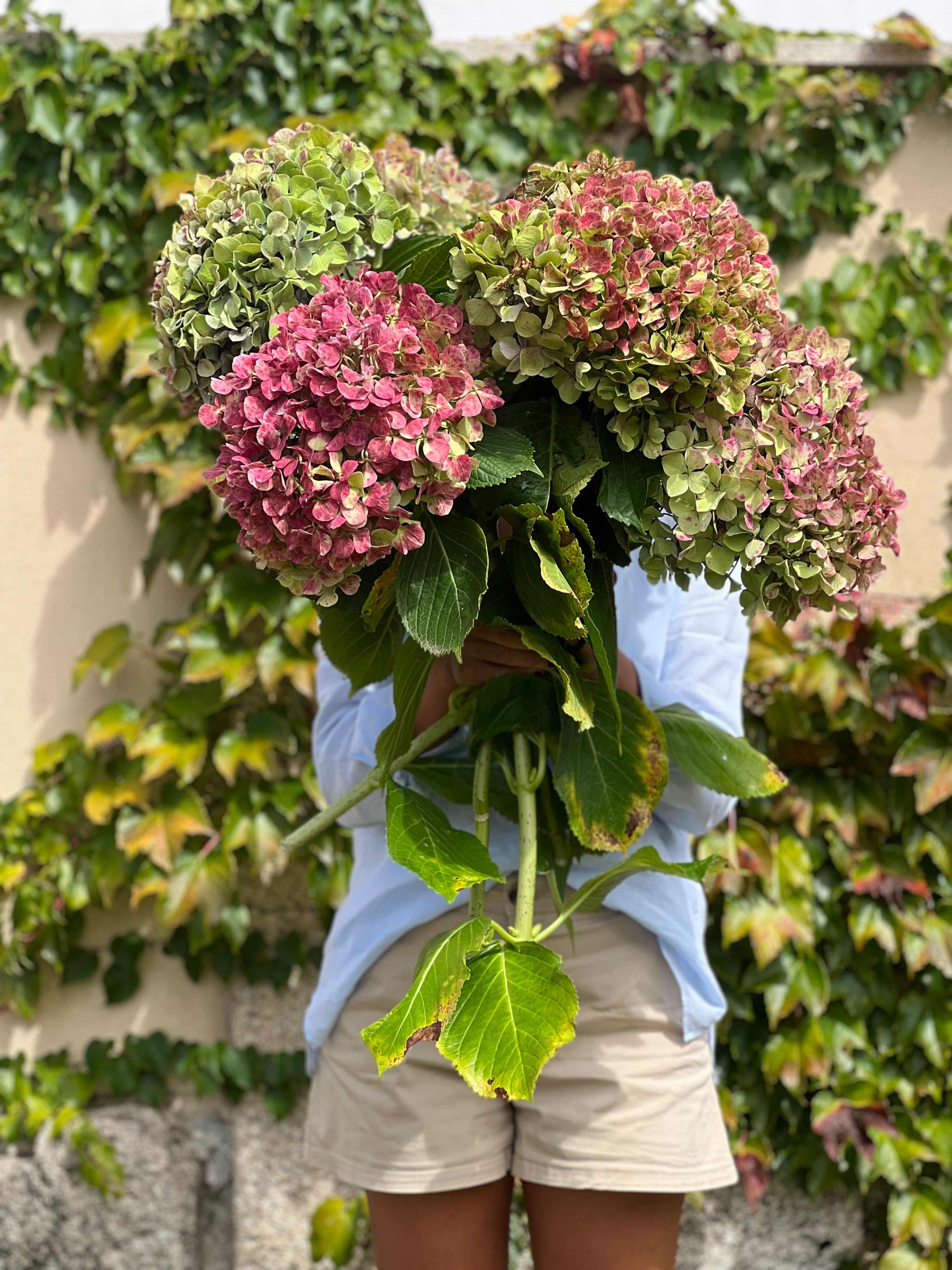 RAMO “XL” DE HORTENSIAS GALLEGAS