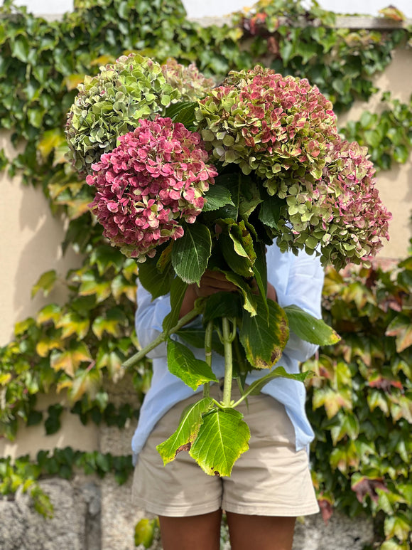 RAMO “XL” DE HORTENSIAS GALLEGAS