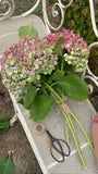 RAMO “M” DE HORTENSIAS GALLEGAS