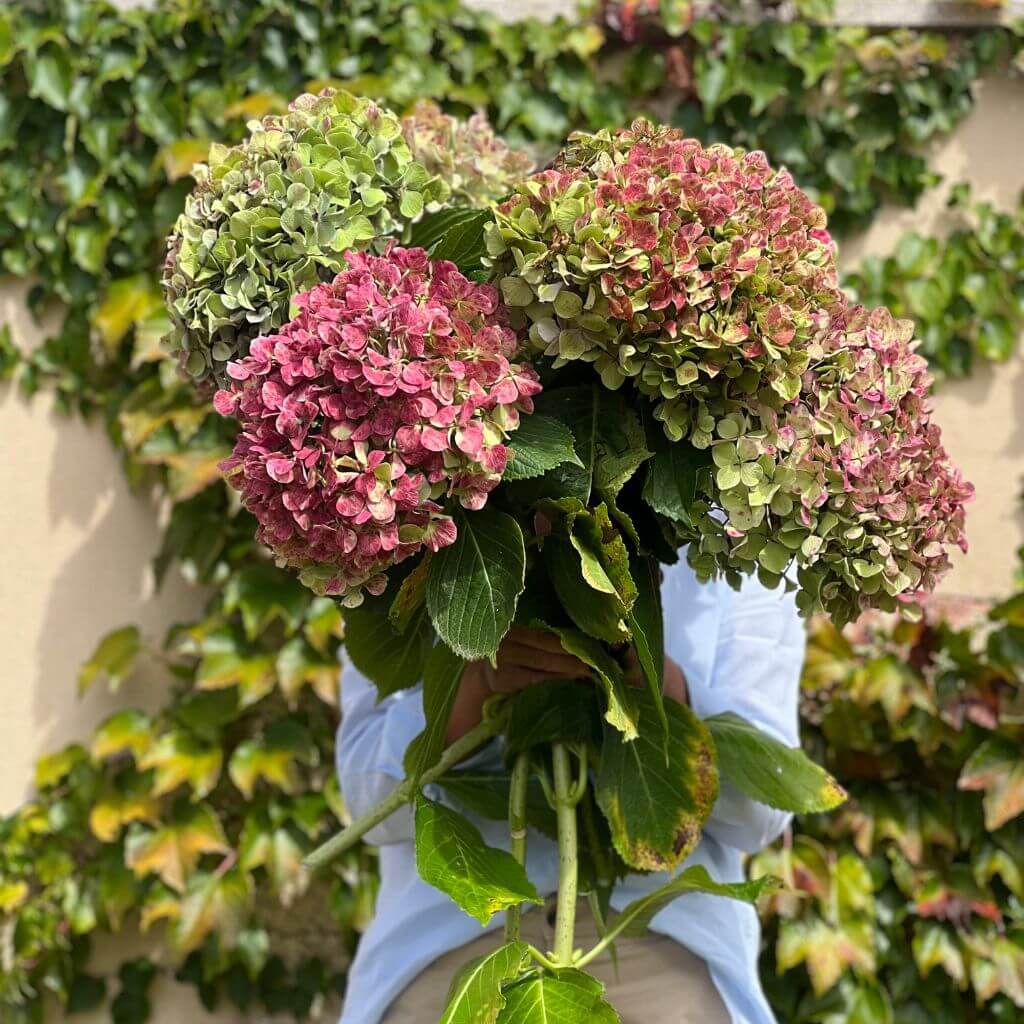 Ramo de hortensias gallegas